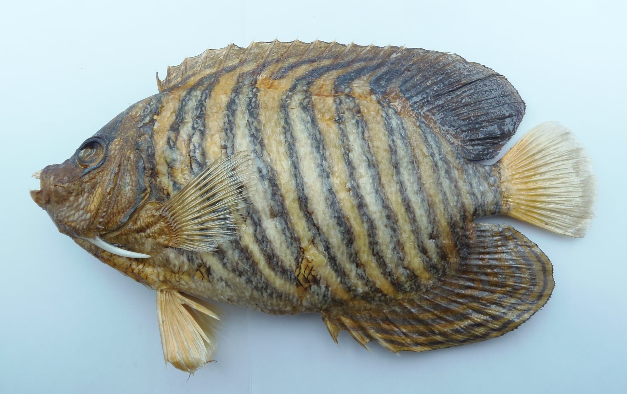 Home Décor Taxidermy & Curiosities Zigzag wrasse Halichoeres scapularis