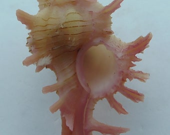 Seashells Pendant Murex Chicoreus aculeatus
