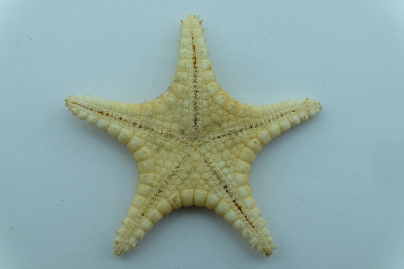 Echinoderms Icon Seastar Iconaster uchelbeluuensis Taxidermy Oddities image 4