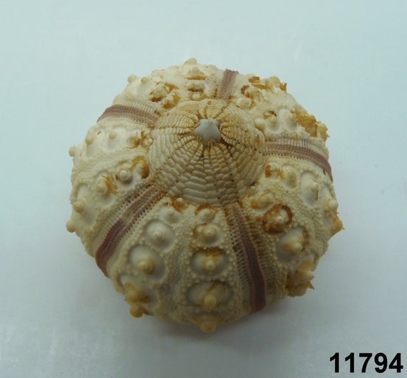 Home Décor Taxidermy & Curiosities Zigzag wrasse Halichoeres scapularis