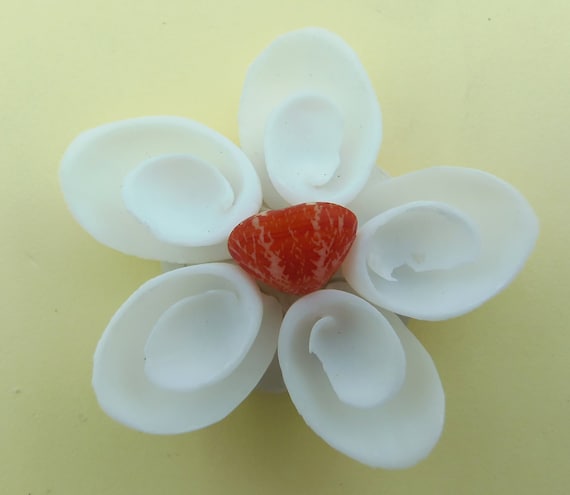 Sailors Valentine Craft Cut shells Vexillum plicarium 1 oz 