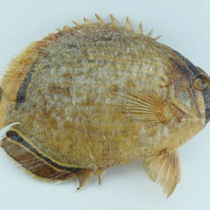 Melon Butterflyfish Chaetodon trifasciatus Fish Taxidermy Oddities image 2