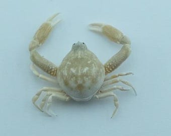 ヤシガニ　剥製　本物 本物のカブトガニ - カブトガニの脱皮 - Etsy 日本