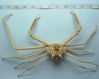 Spinnenkrabbe Cyrtomaia largoi Krabbe Präparatoren Kuriositäten
