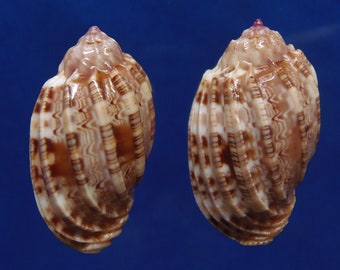 Seashells Seashell Harpa amouretta f. crassa