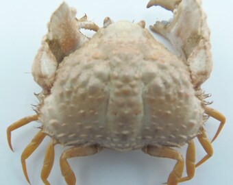 Stone Crab Cyclodius ungulatus Taxidermy Oddities Curios 