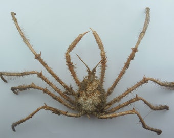 Cangrejo araña Pleistacantha oryx Cangrejo Taxidermia Rarezas