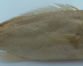 Bemalte Anthias Pseudanthias pictilis Fischpräparate Kuriositäten