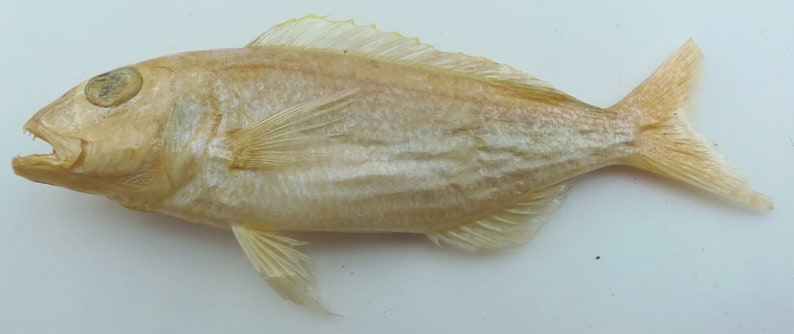 Japanese threadfin bream Nemipterus japonicus Fish Taxidermy Oddities image 2