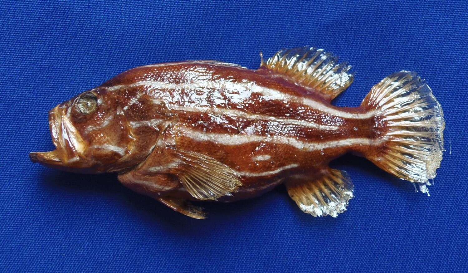 Barred Soapfish Diploprion bifasciatum Lined Soapfish Etsy