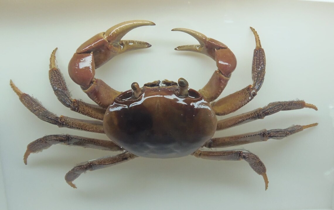 Real Frame Longeyed Purple Land Crab Gecarcoidea lalandii Etsy