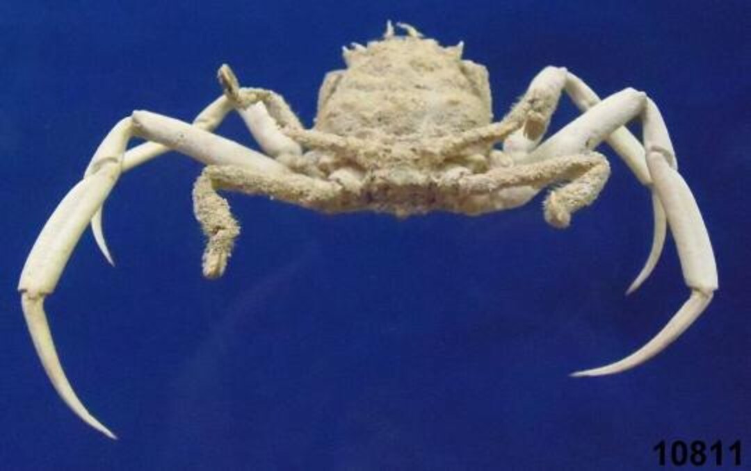 Sameri Crab Samurai Crab Dorippe Quadridens Crab Taxidermy Oddities - Etsy