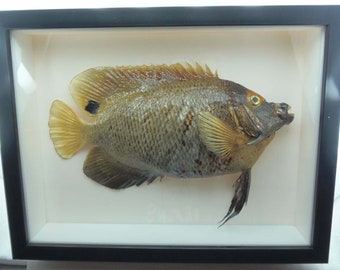 Frames Yellowface angelfish Pomacanthus xanthometopon Taxidermy Oddities Curios