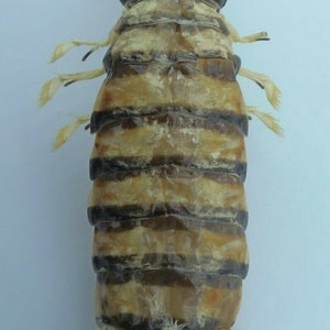 Zebra Mantis Shrimp Lysiosquillina maculata Crab Taxidermy Oddities 14782, 41 mm
