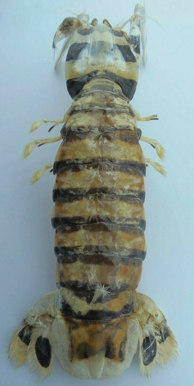 Zebra Mantis Shrimp Lysiosquillina maculata Crab Taxidermy Oddities 14782, 41 mm