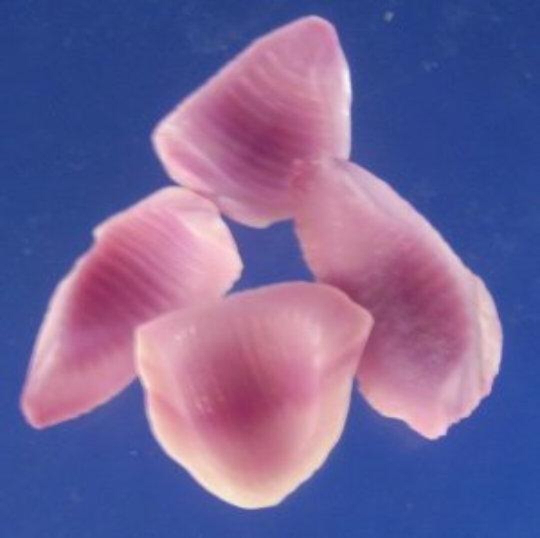 Craftshells Sailors Valentine Cut/slice Shells Coralliophila Violacea ...