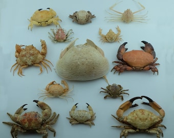 Assorted Crustaceans (92037, 13 pcs)