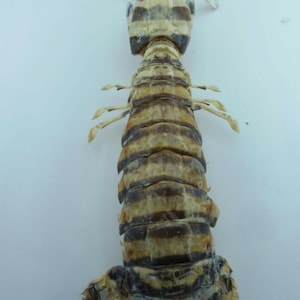 Zebra Mantis Shrimp Lysiosquillina maculata Crab Taxidermy Oddities 14781, 41 mm