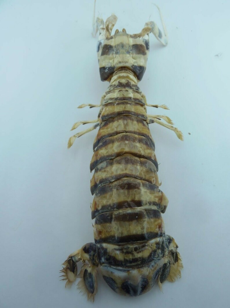 Zebra Mantis Shrimp Lysiosquillina maculata Crab Taxidermy Oddities 14781, 41 mm