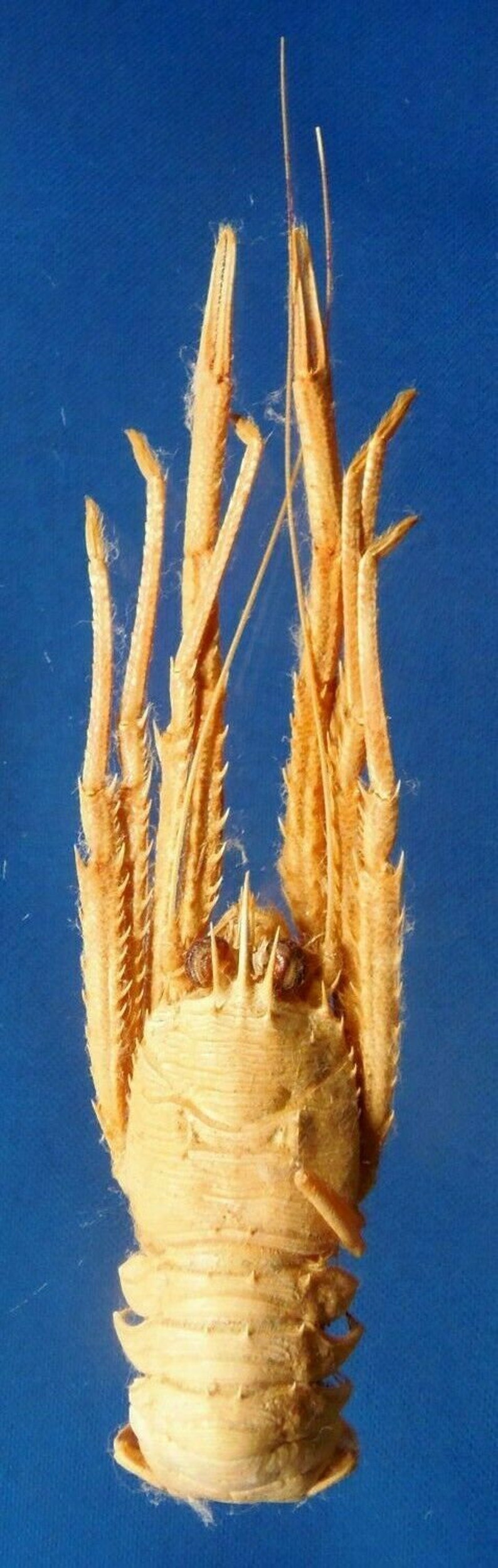 Gems Under the Sea 87523 Agononida pilosimanus 145 mm Curios Oddities Crab Taxidermy