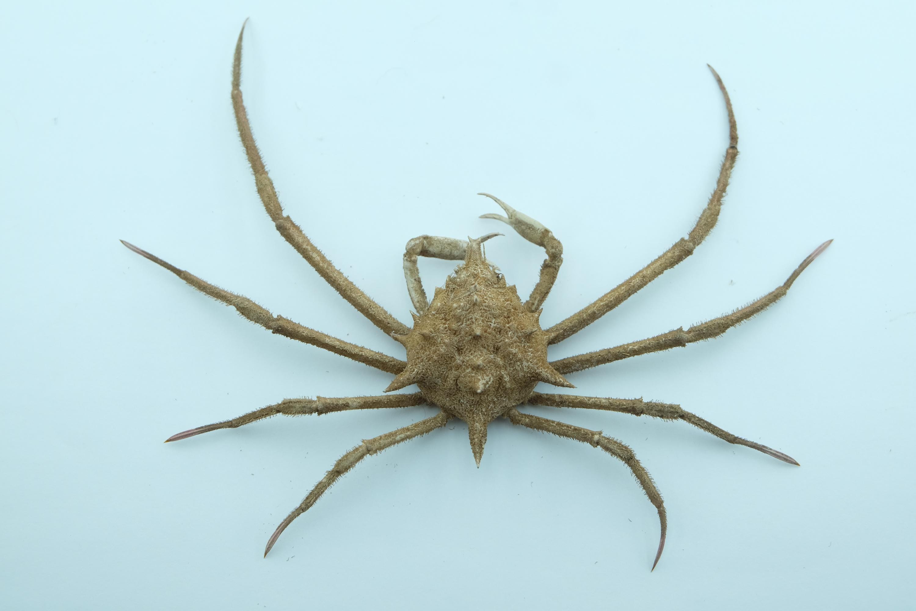 Doclea Rissoni Spider Crab Doclea Armata Crab Taxidermy Oddities - Etsy