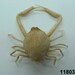 see more listings in the Crustaceans section