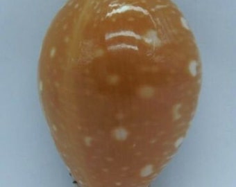 Seashells Great Spotted Cowry Perisserosa guttata