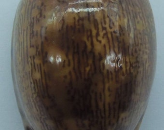 Seashells Arabian Cowry Mauritia arabica