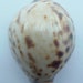 see more listings in the Seashells section