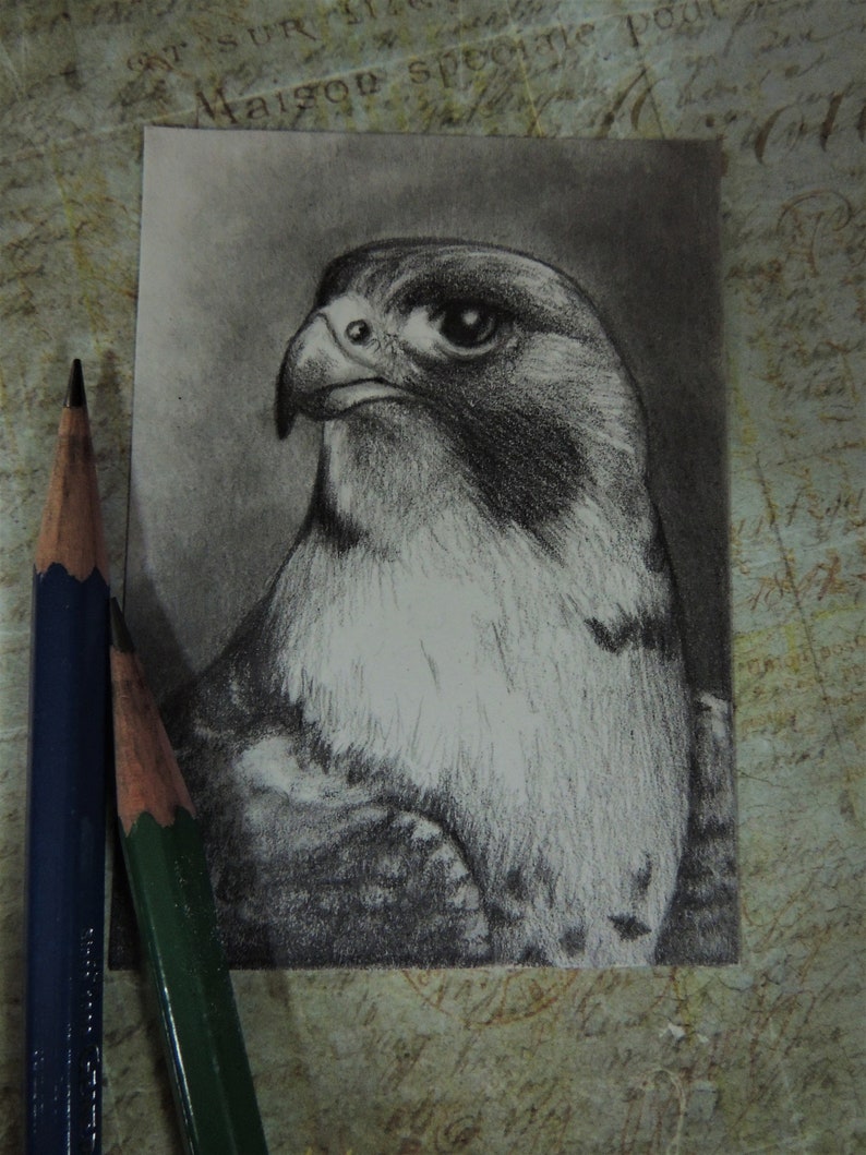 Peregrine Falcon ACEO