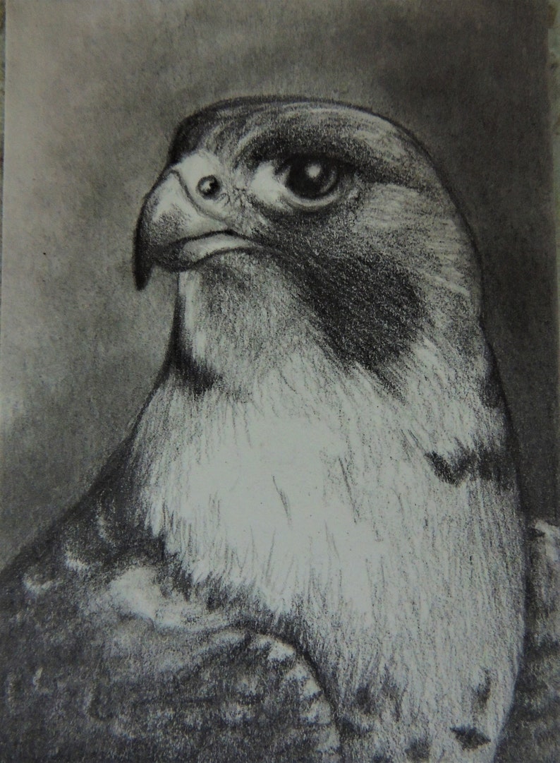 Peregrine Falcon ACEO