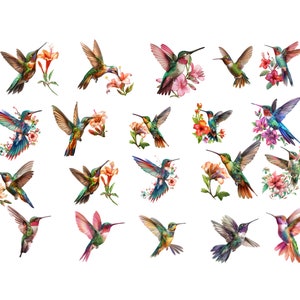 Watercolor Hummingbird Collection Clipart,  Pastel Bird Clipart, Hummingbird PNG, Nursery Wall Art, Hummingbird Art, Commercial Use