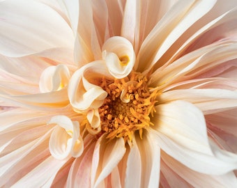 Dahlia Stampa, Macro Fiore Fotografia, Fine Art Fotografia Floreale, Arte Floreale, Stampa Botanica, Arte sovradimensionata, Fiore Foto