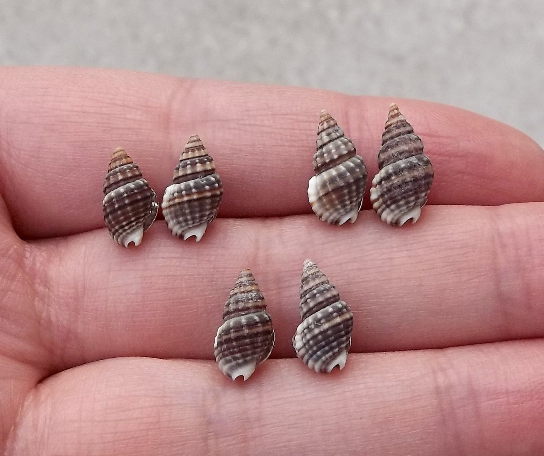 Real Natural Small Brown Conch Shell Seashell Ocean Beach Etsy