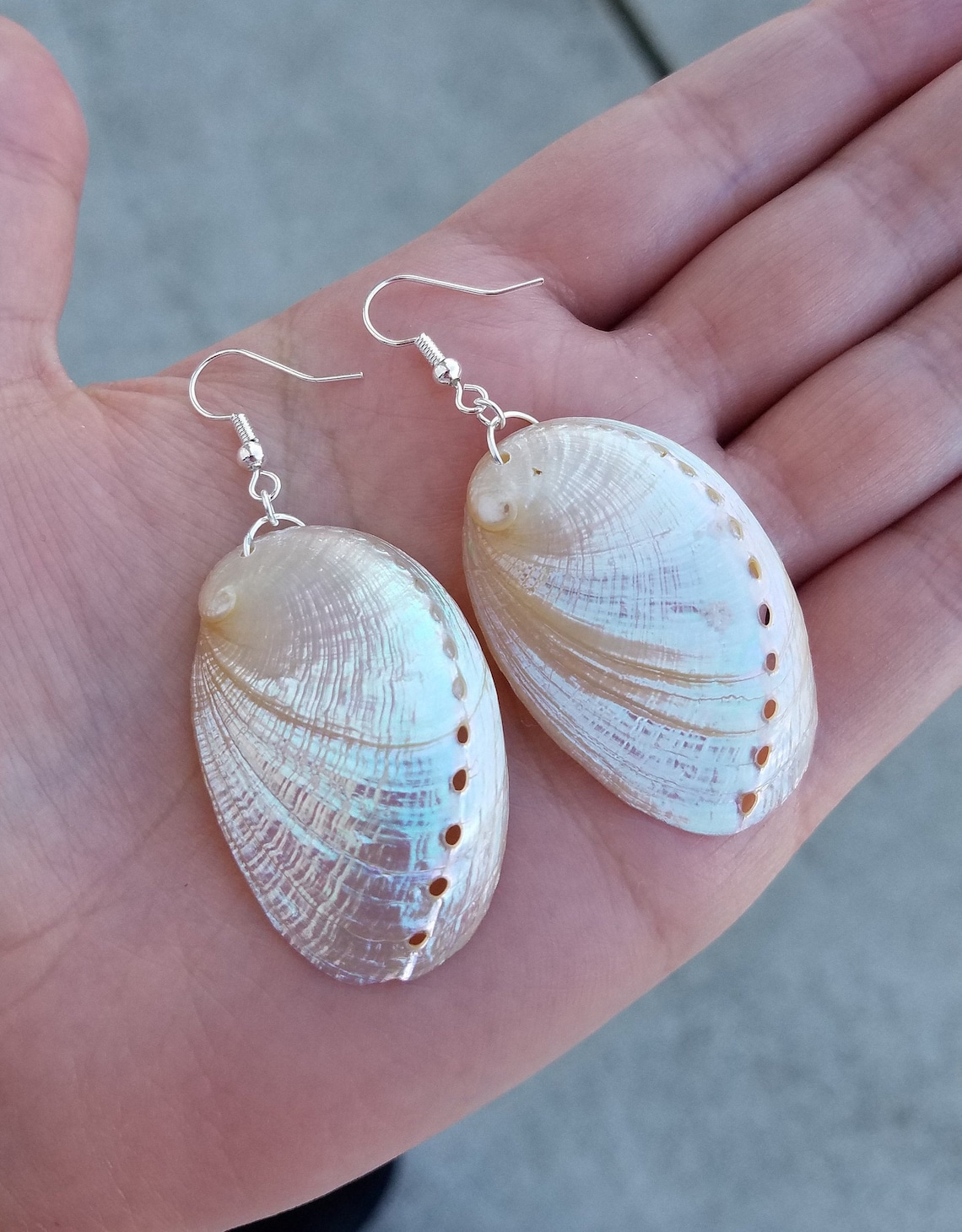 Real Natural Pearlized Polished White Abalone Shell Seashell | Etsy