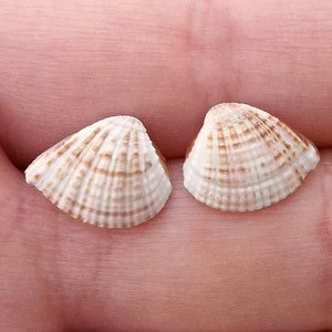 Real Natural White Brown Tiny Clam Shell Seashell Scallop Ocean Beach Mermaid Island Summer Boho Bohemian Silver Stud Earrings