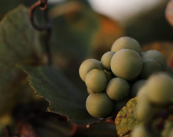 Grapes of Wrath - Photography Print