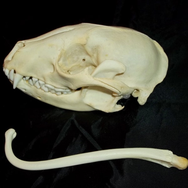 Genuine Raccoon Skull and Penis Bone