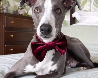 Velvet Dog Bow Tie | Custom Pet Collar for Special Occasions, Weddings and Gifting