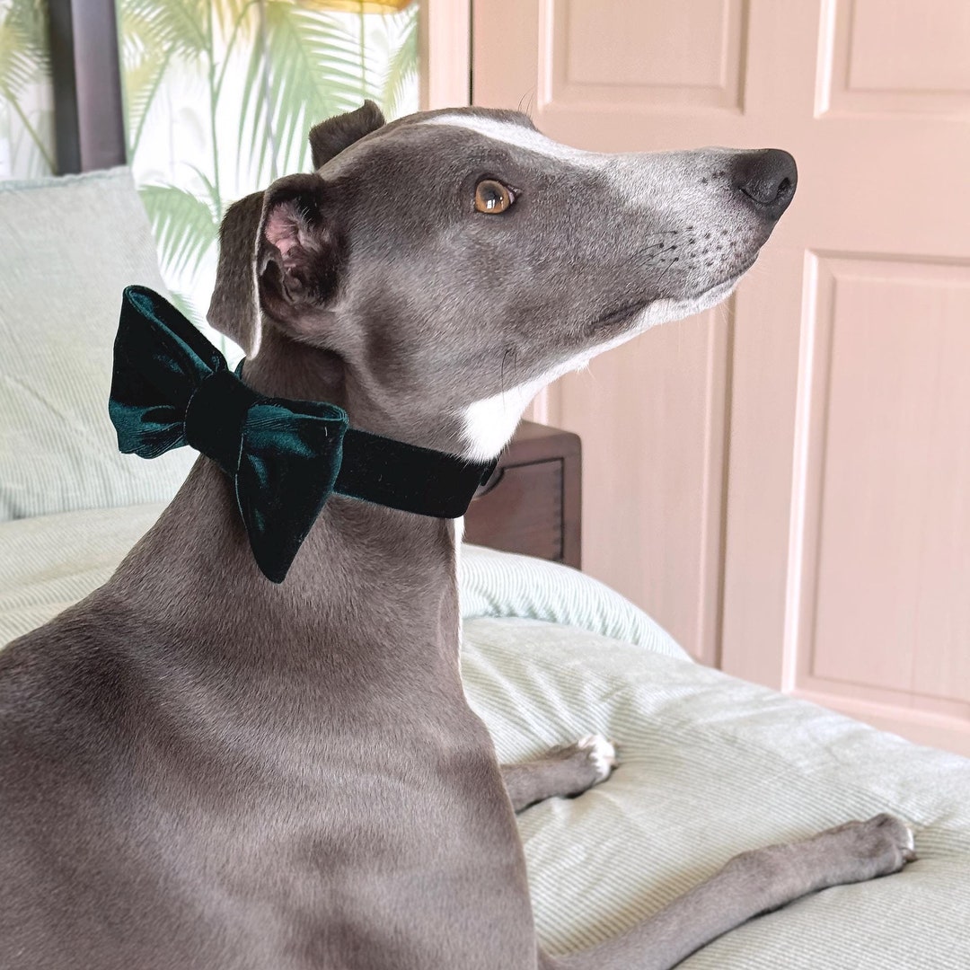greyhound bow tie