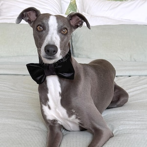DOG BOW TIE | Handmade Velvet Pet Bowtie for Dogs & Cats - Perfect for Weddings, Special Occasions, and a Great Gift for Pets and Pet Owners