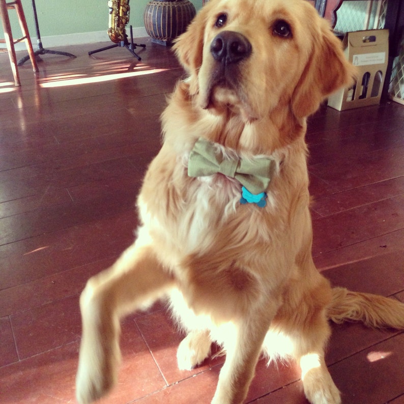 Green Dog Collar Bow Tie Set Tobias Etsy