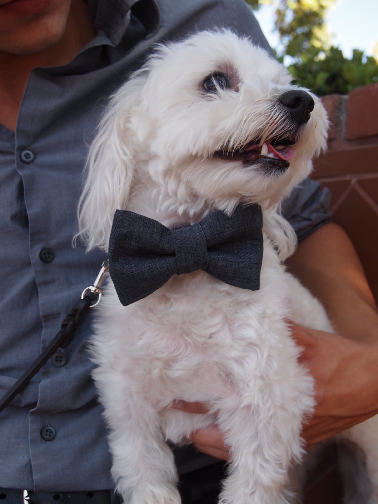 Gray Dog Collar Bow Tie Set Gatsby Etsy
