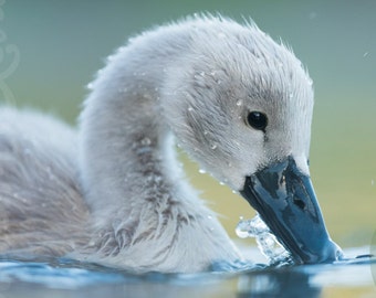 Fluffy Cygnet on a Lake. Wildlife Photography Print.