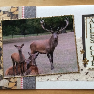 Carte de félicitations, carte d'anniversaire, réussite à l'examen de chasse - tireur, chasseur, cerf, groupe sauvage