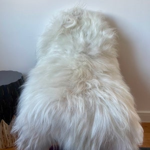 Large Luxurious Genuine Icelandic Sheepskin Rug Sheep Long Fur In Natural Champagne/Off White/Ivory/Cream/Beige and Black Color