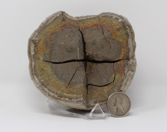 Ejemplar de concreción septaria de pirita arcoíris, río Volga, Rusia, 730 g