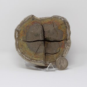 Rainbow Pyrite Septarian Concretion Display Specimen, Volga River, Russia 730 g