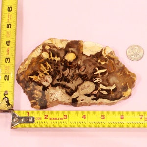 Large Genuine Peanut Wood Jasper Specimen 368g image 4