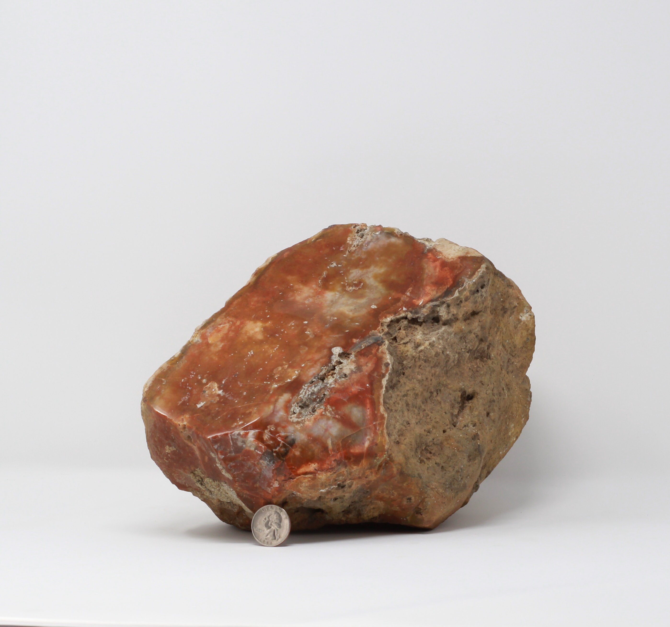 巨大な研磨された珪化木コレクター展示標本 8.6 kg - Etsy 日本